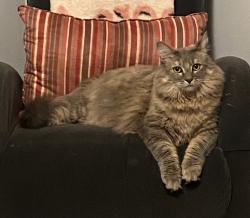 Lost Female Cat last seen Millers Mill Rd, Stockbridge, GA 30281