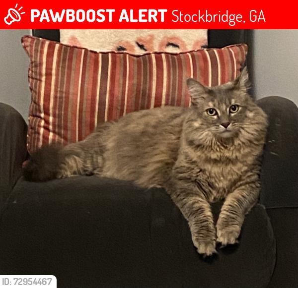 Lost Female Cat last seen Millers Mill Rd, Stockbridge, GA 30281