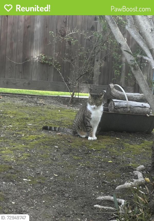 Reunited Female Cat last seen Maddox, Redwood City, CA 94061
