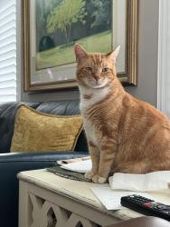 Reunited Male Cat last seen Taft St/119 Ave, Pembroke Pines, FL 33026