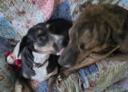 Reunited Female Dog last seen Near High Ridge Road, Kingsport, TN 37660