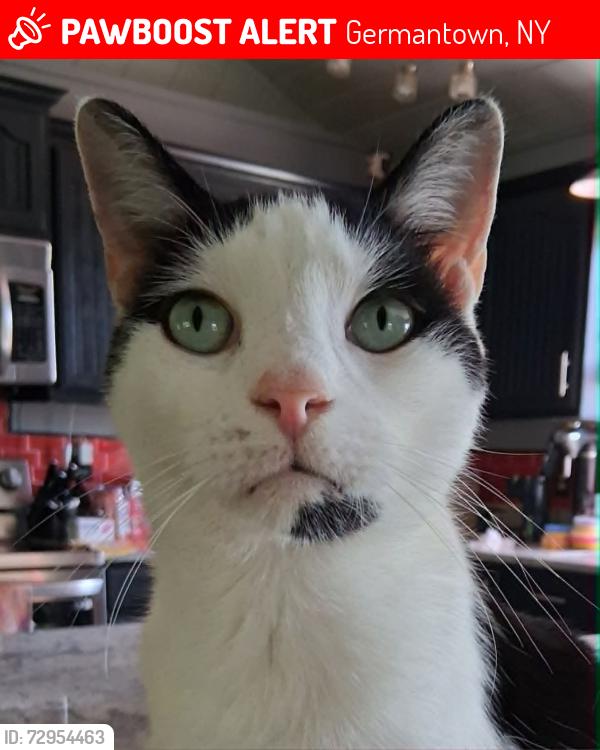 Lost Male Cat last seen Near Cemetery Road Germantown. NY, Germantown, NY 12526