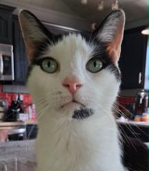 Lost Male Cat last seen Near Cemetery Road Germantown. NY, Germantown, NY 12526