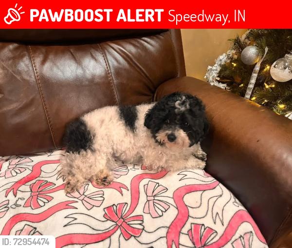 Lost Male Dog last seen 30th st and Patricia , Speedway, IN 46224