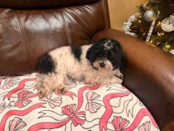 Lost Male Dog last seen 30th st and Patricia , Speedway, IN 46224