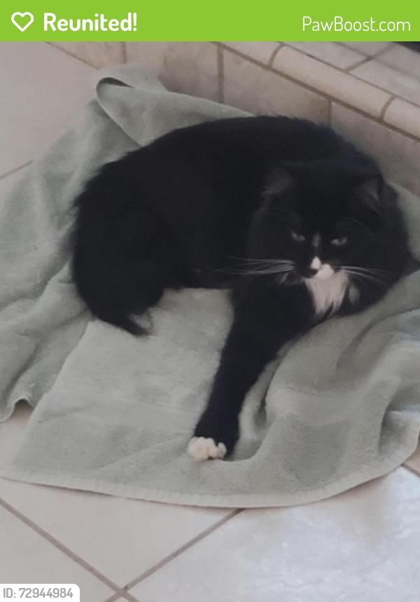Reunited Female Cat last seen Litt, Hillglen, Kee Lane, Modesto, CA 95355