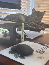 Found/Stray Female Cat last seen Porter Street, Richmond, VA 23224