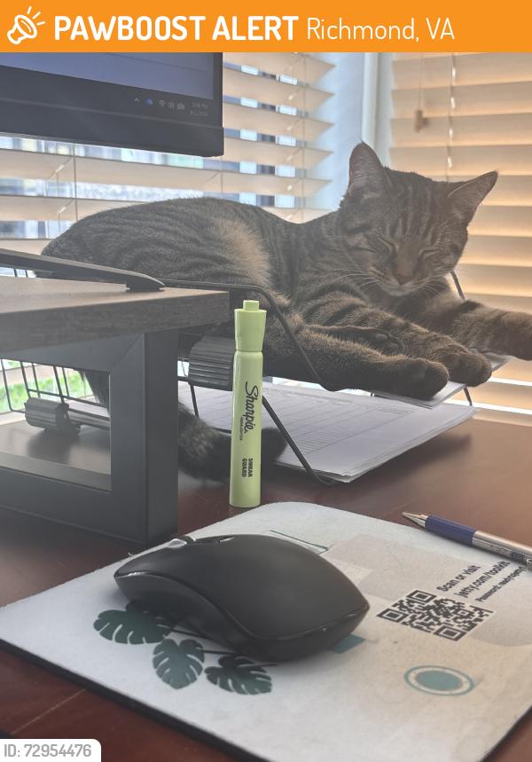 Found/Stray Female Cat last seen Porter Street, Richmond, VA 23224