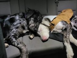 Lost Male Dog last seen Near Norton circle Clio SC , Clio, SC 29525