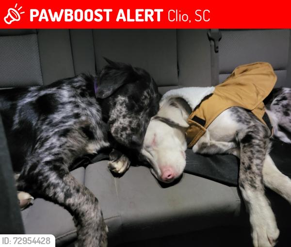 Lost Male Dog last seen Near Norton circle Clio SC , Clio, SC 29525