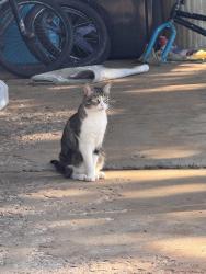 Lost Female Cat last seen Mac Arthur and 63rd , Warr Acres, OK 73122