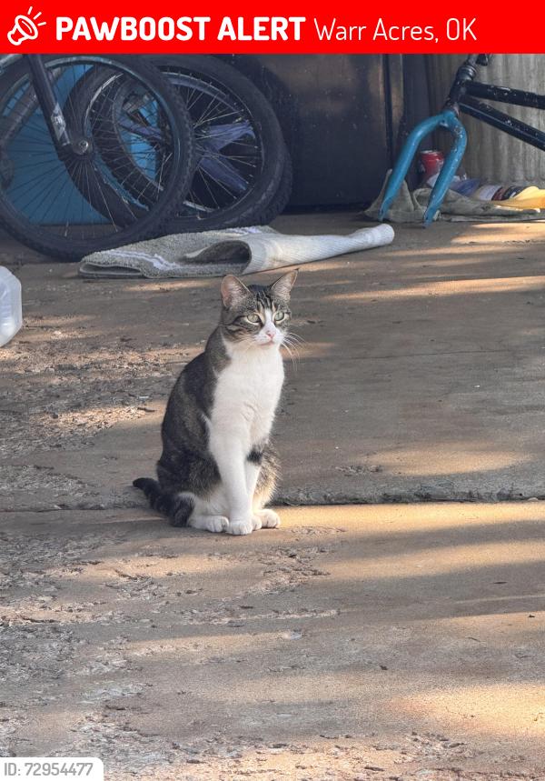 Lost Female Cat last seen Mac Arthur and 63rd , Warr Acres, OK 73122