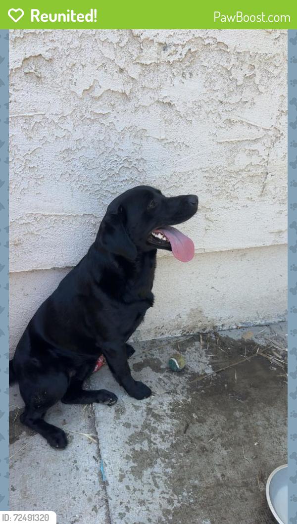 Reunited Male Dog last seen Pratt st , C st , Tulare, CA 93274