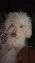 Lost Male Dog last seen Redan road , DeKalb County, GA 30088