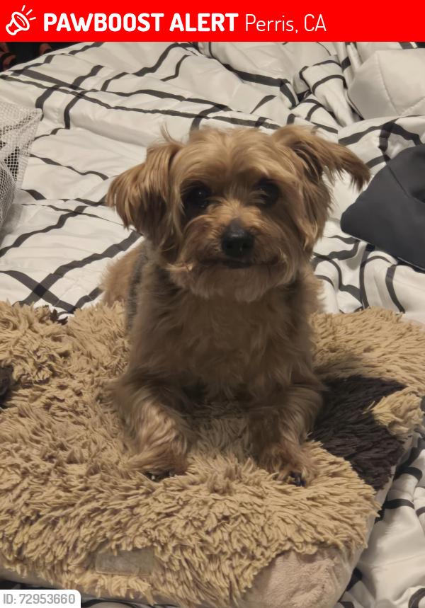 Lost Male Dog last seen Multiview Drive and Broadview Drive, Perris, CA 92570