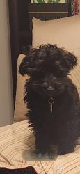 Lost Male Dog last seen Biscuitville Kernersville, Kernersville, NC 27284