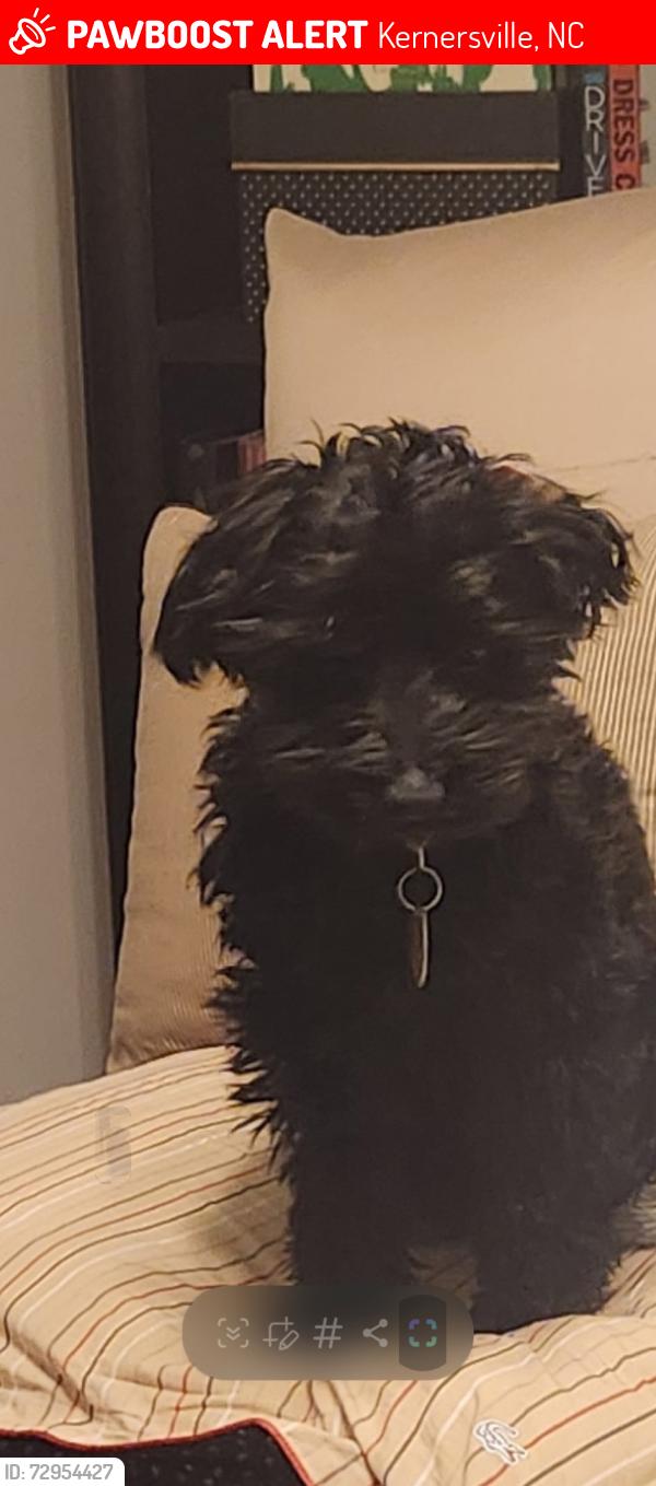 Lost Male Dog last seen Biscuitville Kernersville, Kernersville, NC 27284