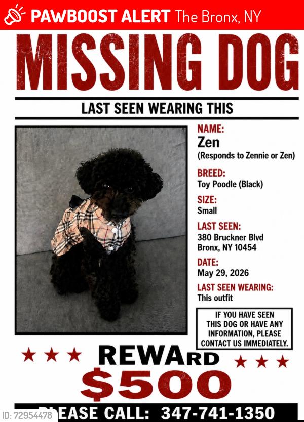 Lost Female Dog last seen Near Bruckner blvd and souther blvd, The Bronx, NY 10454