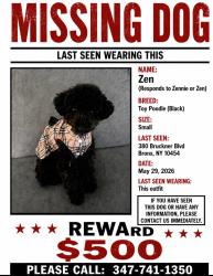 Lost Female Dog last seen Near Bruckner blvd and souther blvd, The Bronx, NY 10454