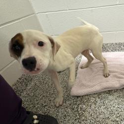 Shelter Stray Female Dog last seen , Morganton, NC 28655