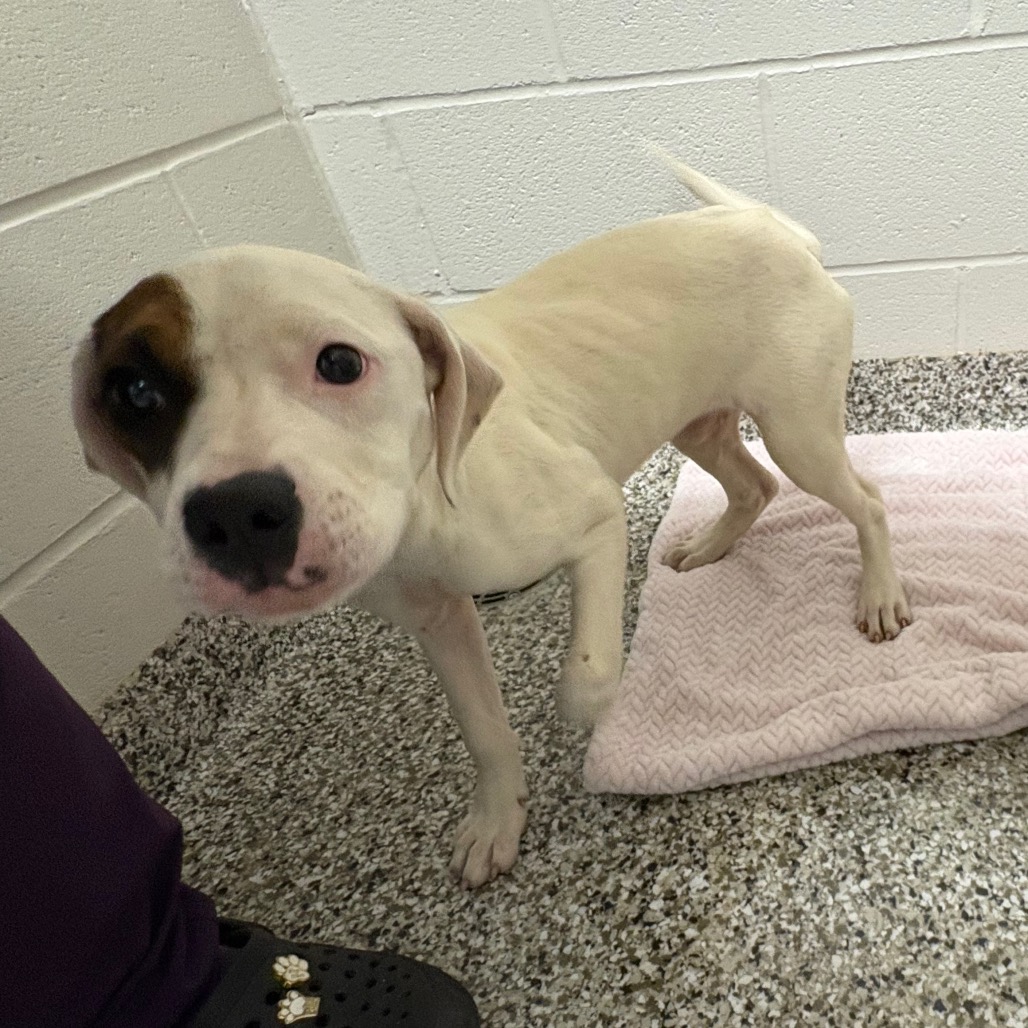 Shelter Stray Female Dog last seen , Morganton, NC 28655
