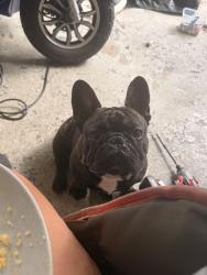 Reunited Male Dog last seen Near Taínos bakery , Casselberry, FL 32707