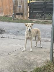 Found/Stray Female Dog last seen Near portwood ct, Haltom City, TX 76117