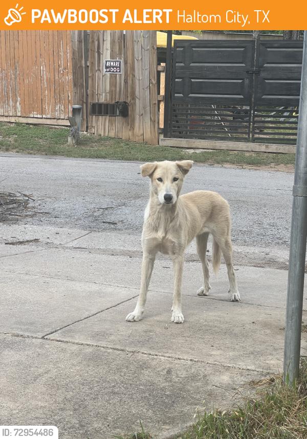 Found/Stray Female Dog last seen Near portwood ct, Haltom City, TX 76117
