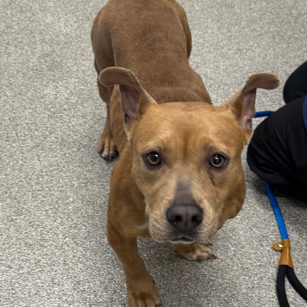 Shelter Stray Female Dog last seen , Matteson, IL 60443