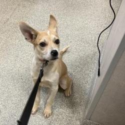 Shelter Stray Female Dog last seen , Jacksonville, FL 32216