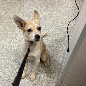 Shelter Stray Female Dog last seen , Jacksonville, FL 32216