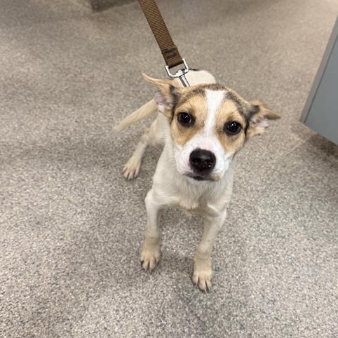 Shelter Stray Female Dog last seen , Jacksonville, FL 32216