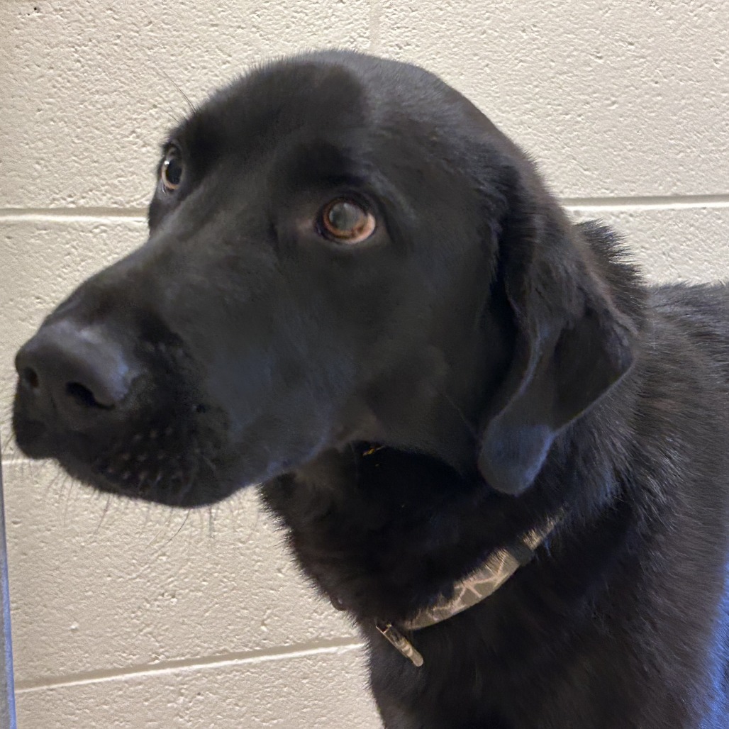 Shelter Stray Male Dog last seen , Asheville, NC 28806