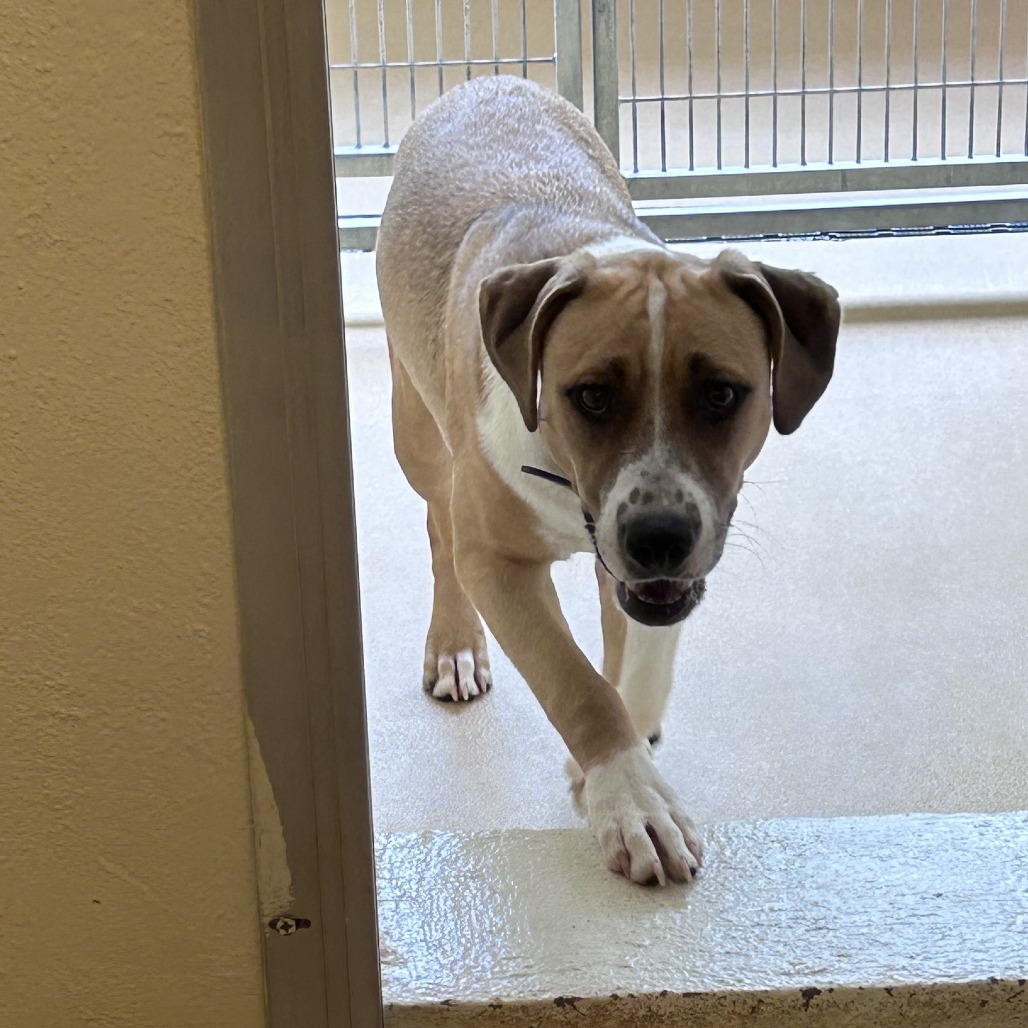 Shelter Stray Male Dog last seen , Asheville, NC 28806