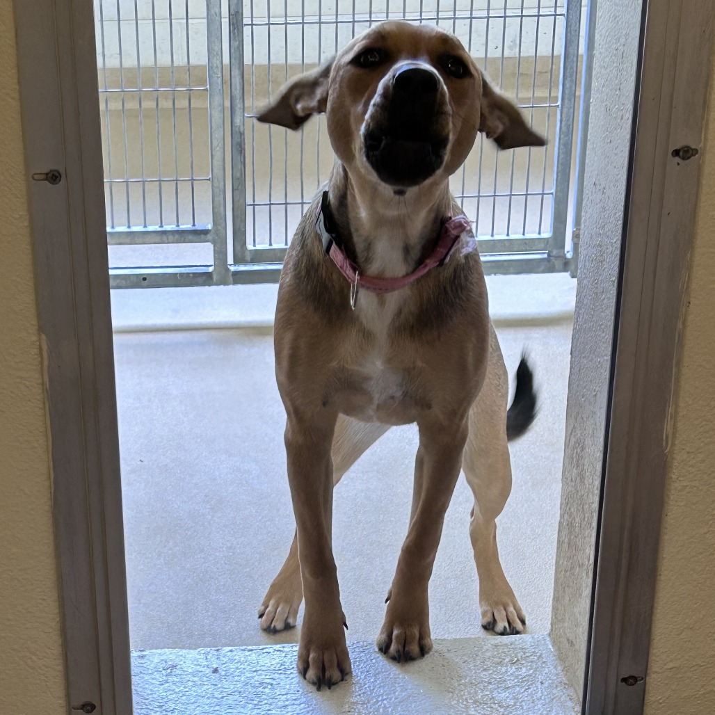 Shelter Stray Female Dog last seen , Asheville, NC 28806