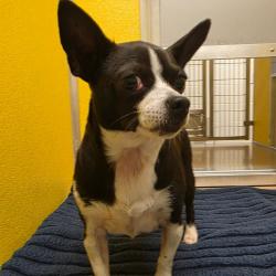 Shelter Stray Female Dog last seen , Norman, OK 73072