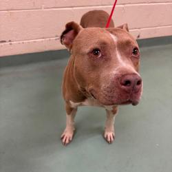 Shelter Stray Female Dog last seen , Memphis, TN 38133