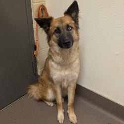 Shelter Stray Female Dog last seen , Norman, OK 73072