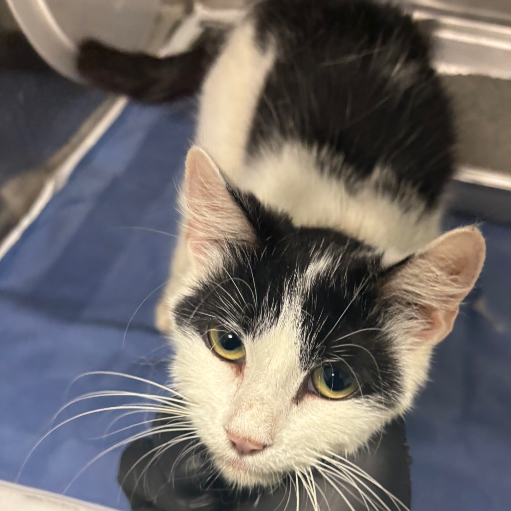 Shelter Stray Unknown Cat last seen , Memphis, TN 38133
