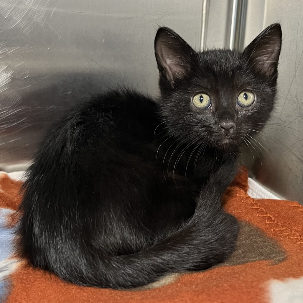 Shelter Stray Male Cat last seen , Palm Springs, CA 92264