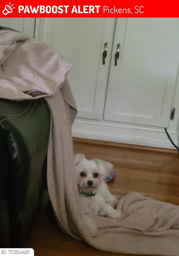 Lost Female Dog last seen Trotter Rd. and Grasshopper Hill Rd, Pickens, SC 29671