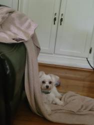 Lost Female Dog last seen Trotter Rd. and Grasshopper Hill Rd, Pickens, SC 29671