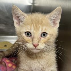 Shelter Stray Male Cat last seen , Palm Springs, CA 92264