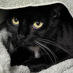 Shelter Stray Unknown Cat last seen , Palm Springs, CA 92264