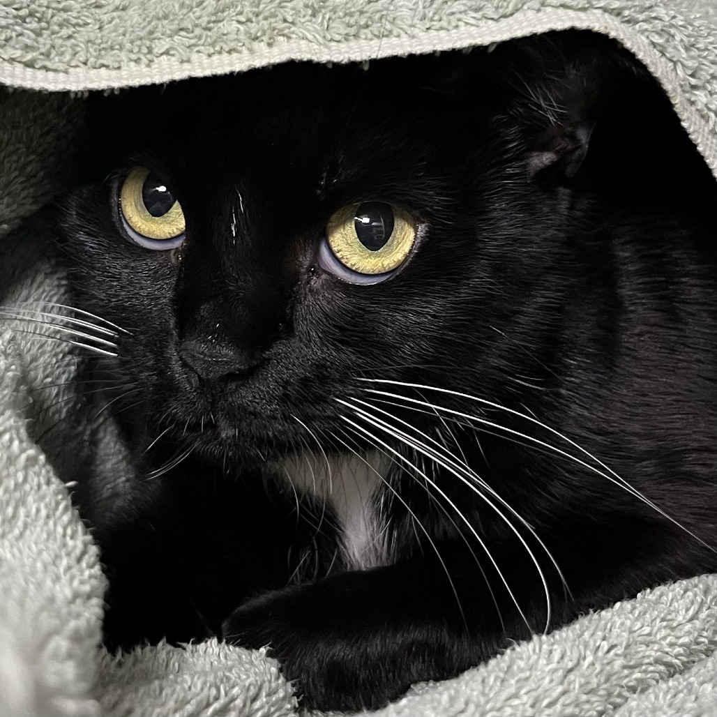 Shelter Stray Unknown Cat last seen , Palm Springs, CA 92264
