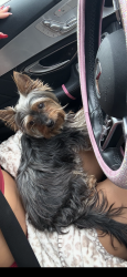 Found/Stray Female Dog last seen Lower Azusa and peck rd. , El Monte, CA 91732