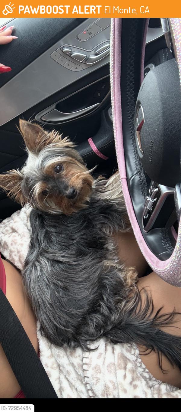Found/Stray Female Dog last seen Lower Azusa and peck rd. , El Monte, CA 91732