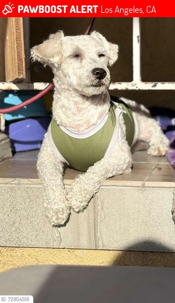 Lost Male Dog last seen Whittier blvd and gage ave near east la doctors hosptial, Los Angeles, CA 90023