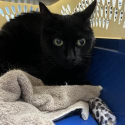Shelter Stray Unknown Cat last seen , Greensboro, NC 27409