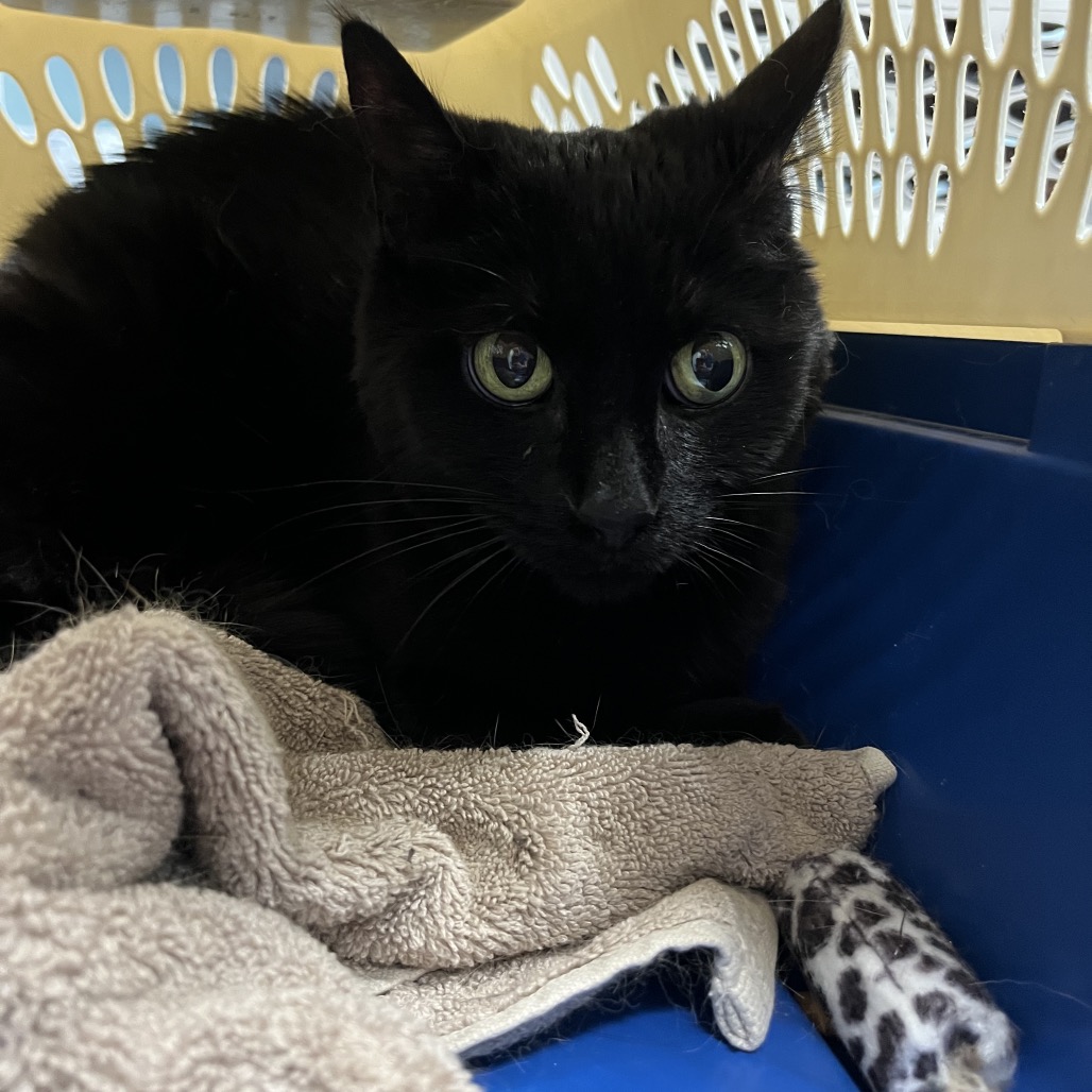 Shelter Stray Unknown Cat last seen , Greensboro, NC 27409